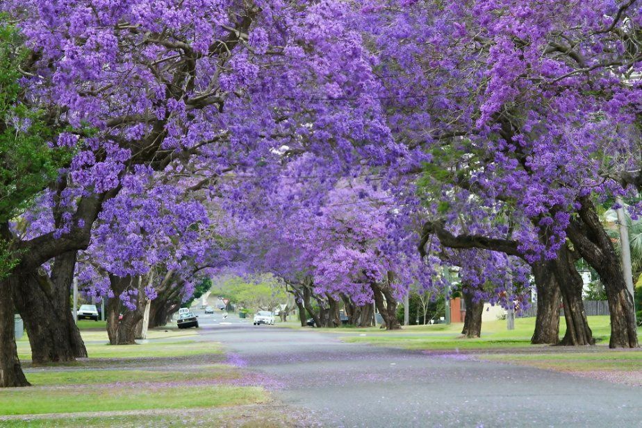 A Row of Purple Flowers Growing on Trees Along a Street — All Round Ground Maintenance in Grafton, NSW