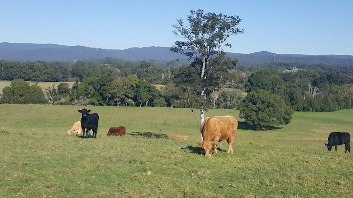 A Herd of Cows Are Grazing in A Grassy Field — All Round Ground Maintenance in Nana Glen, NSW