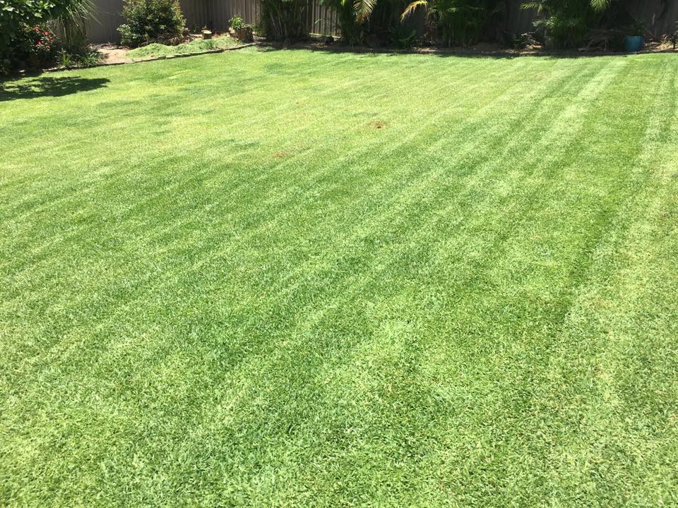 A Large Lush Green Lawn with A Fence — All Round Ground Maintenance in Bellingen, NSW