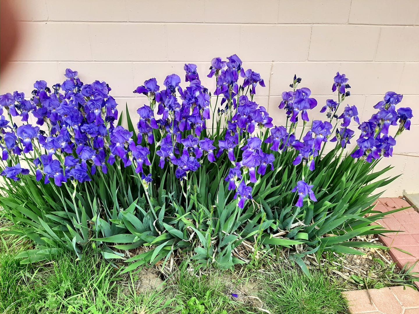 Purple irises blooming in front of a light-colored wall.