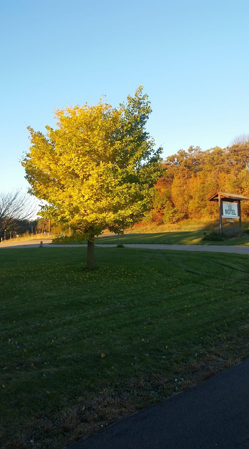 A lone tree with yellow leaves in a park; blue sky, path, and sign in background.