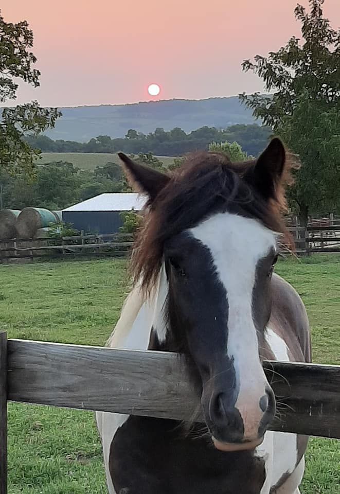 Horse with black and white face, leaning on a fence, sunset in background over rolling hills.