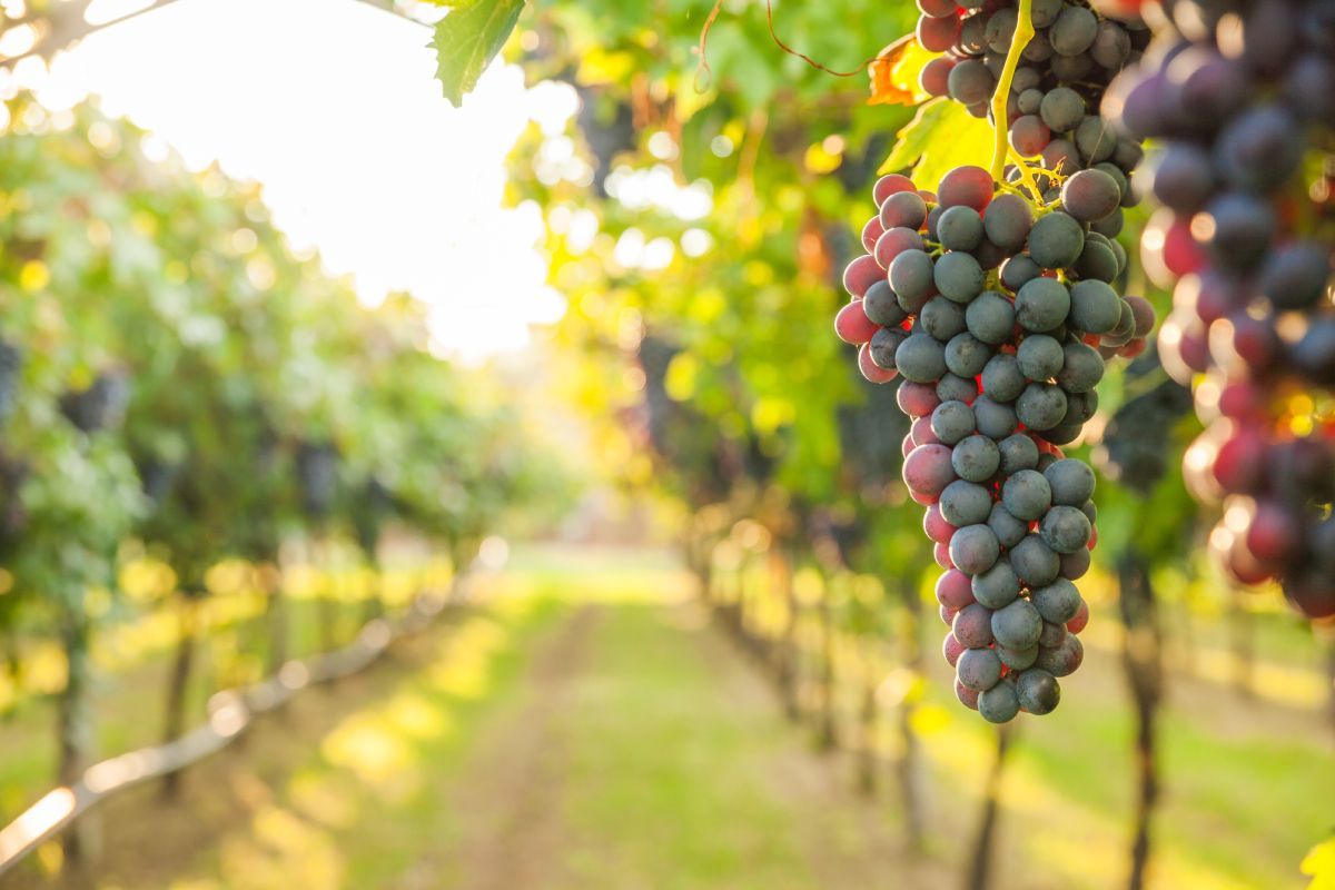 Rows of grapevines heavy with ripe purple grapes in a vineyard, bathed in sunlight.