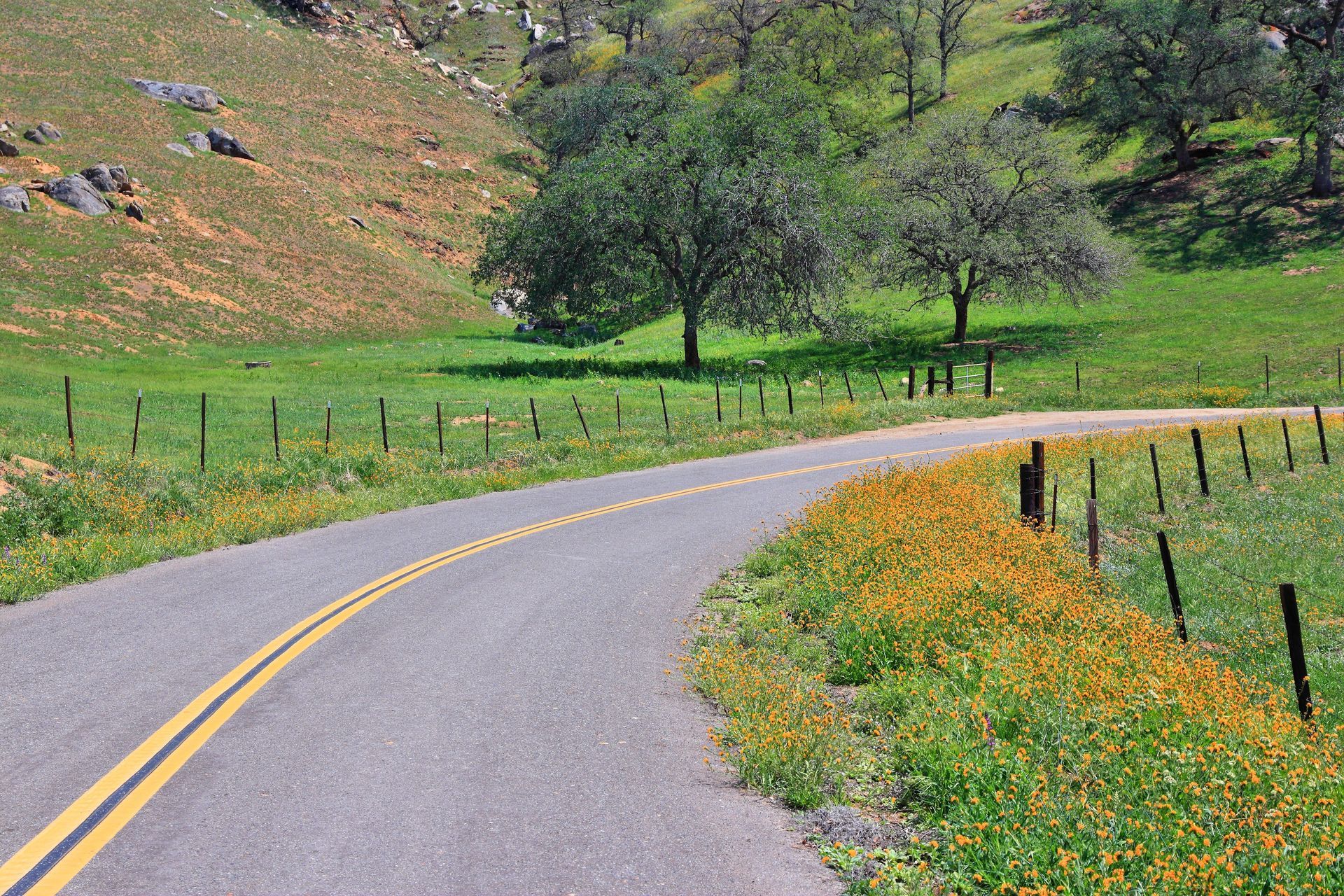 Curving road through green fields, yellow flowers, and trees on a hillside.
