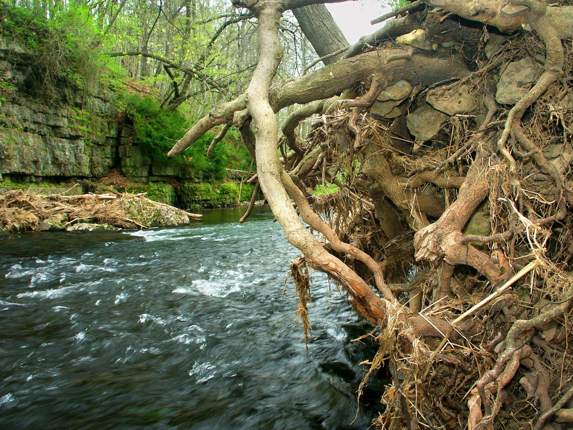 Rushing river beside exposed tree roots and greenery along a rocky bank