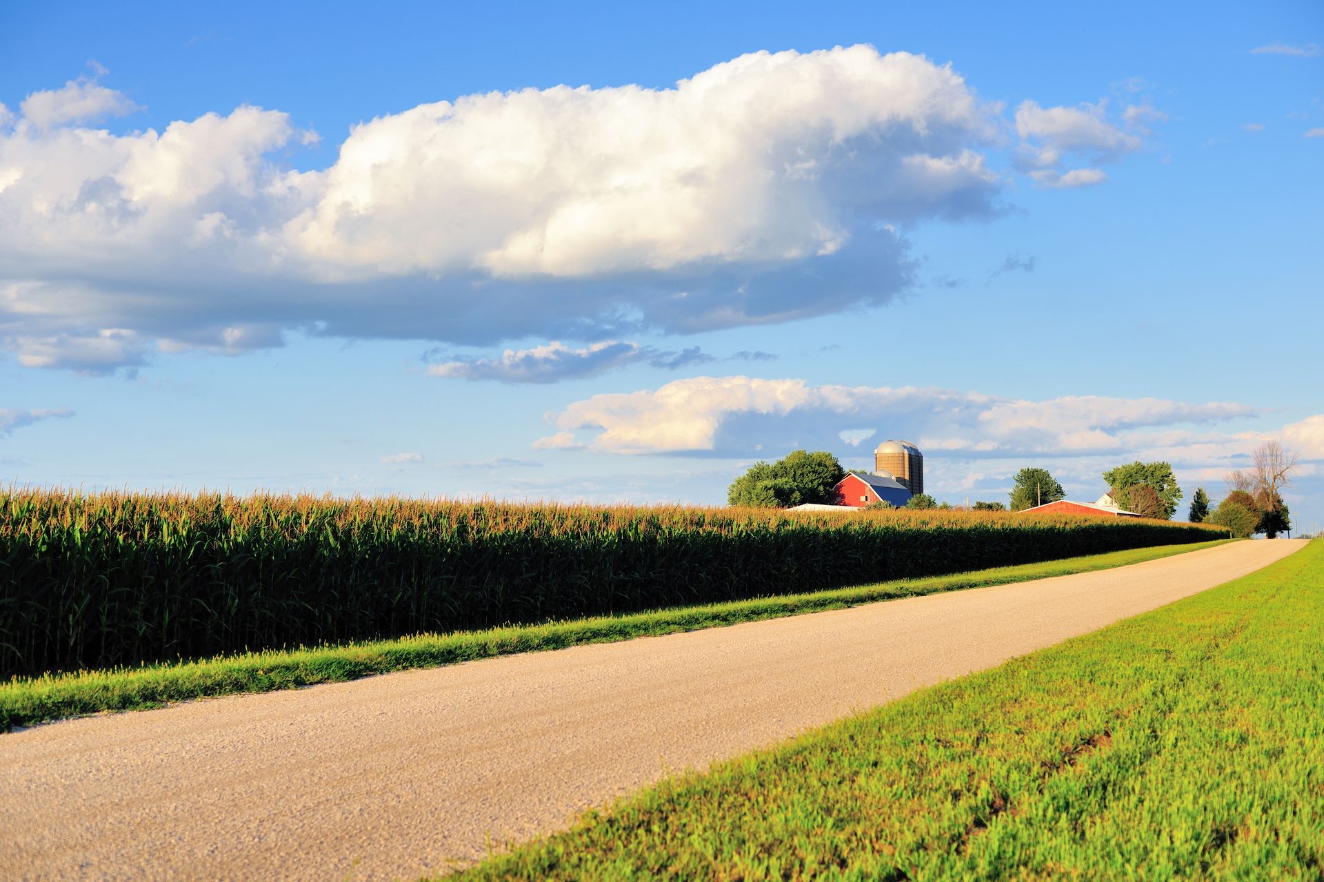 A gravel road leads toward a farm with a red barn and silo, flanked by a tall cornfield and a vibrant green field.