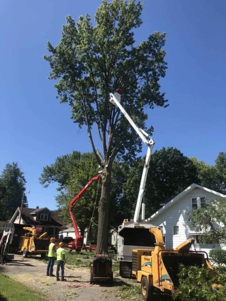 emergency tree service in Edwardsville il