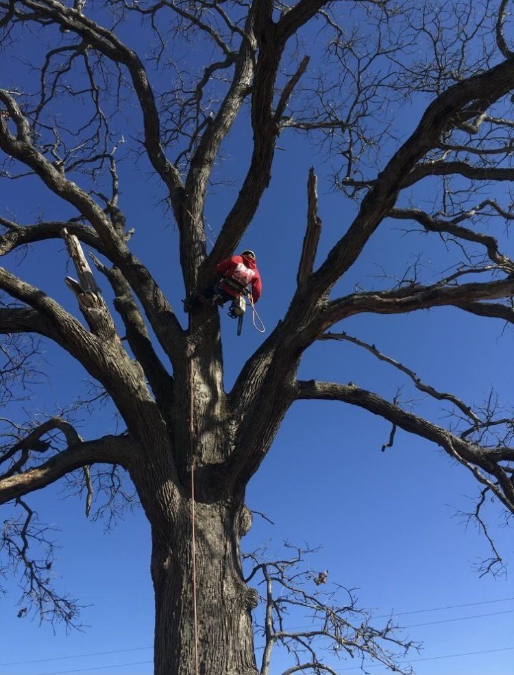 tree service near me emegency