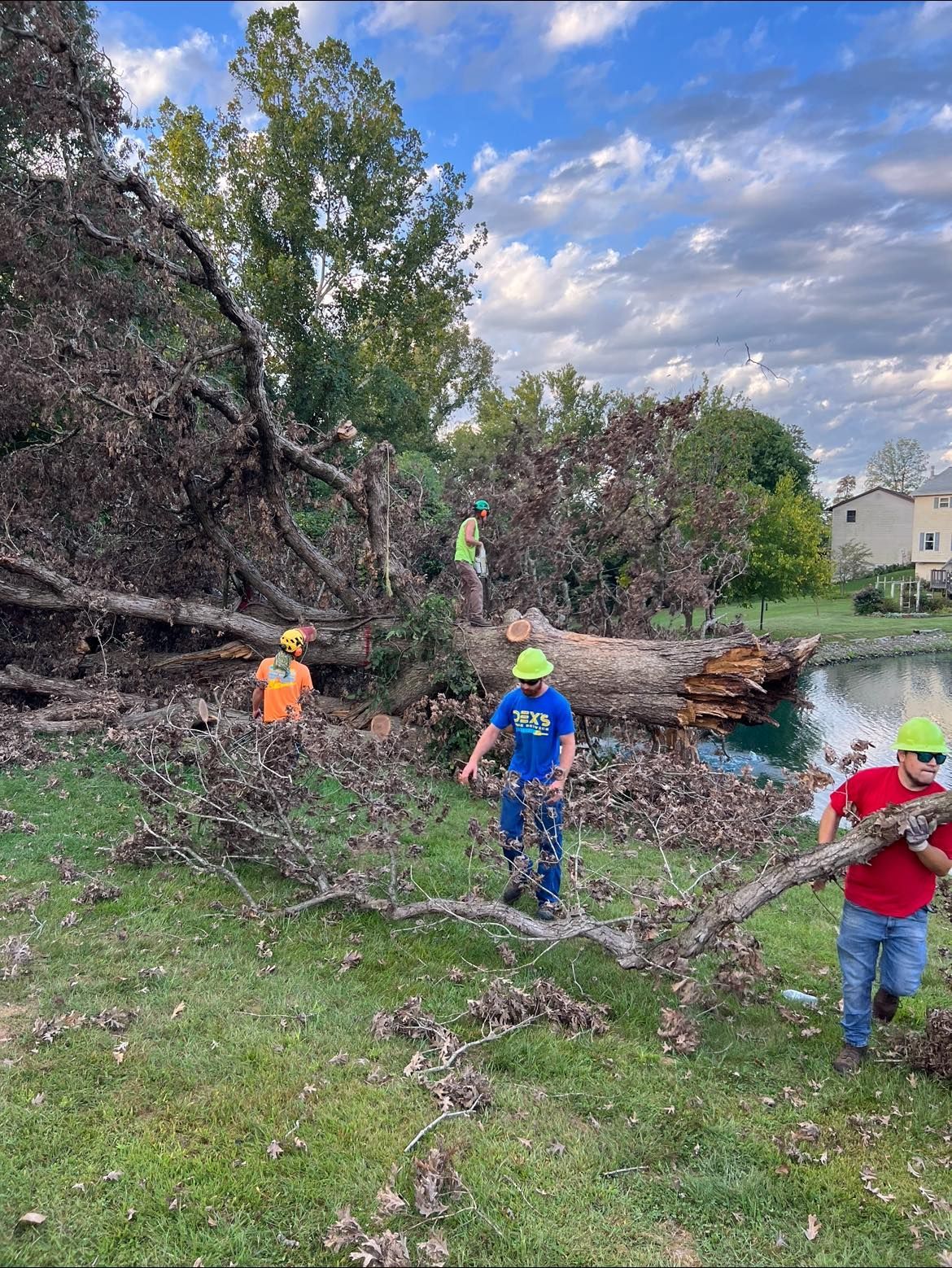 tree removal near me