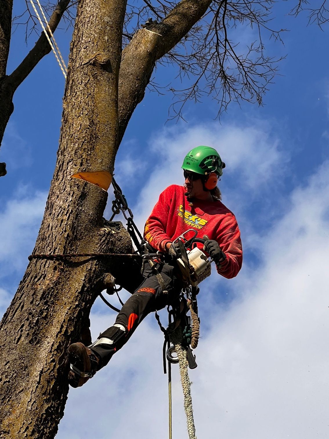 tree services edwardsville il