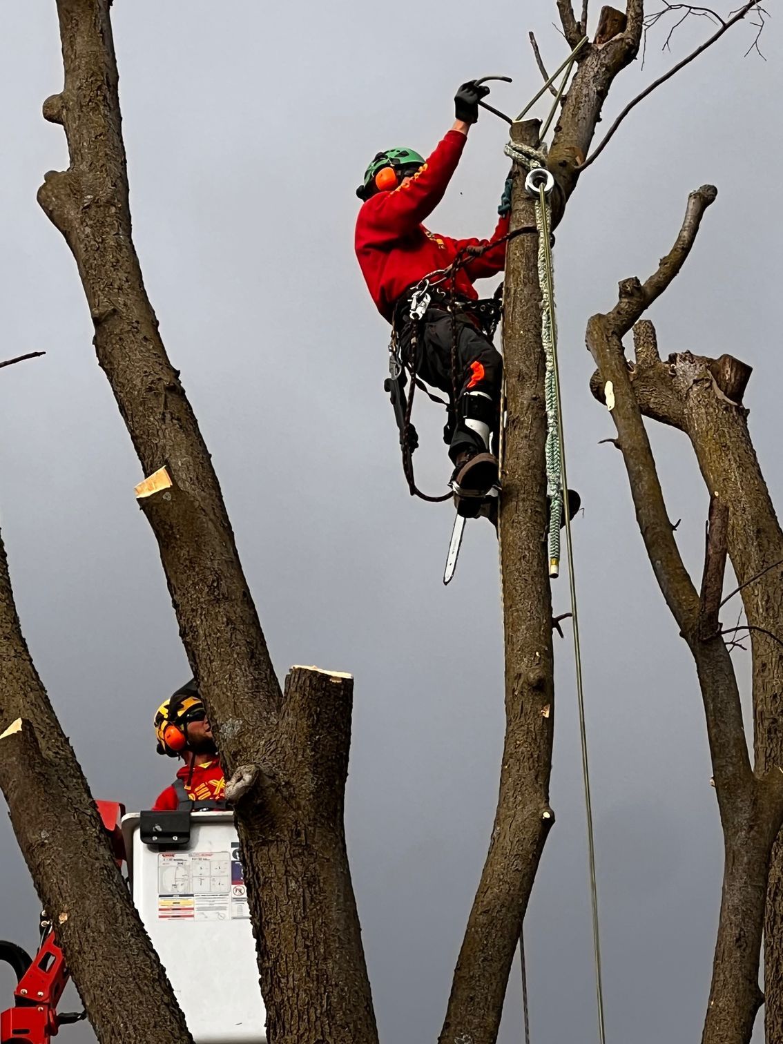 tree services near me