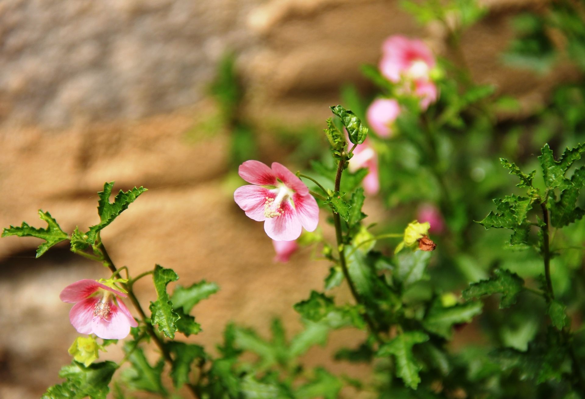 Close-up of small pink flowers with green leaves growing against a blurred natural background.