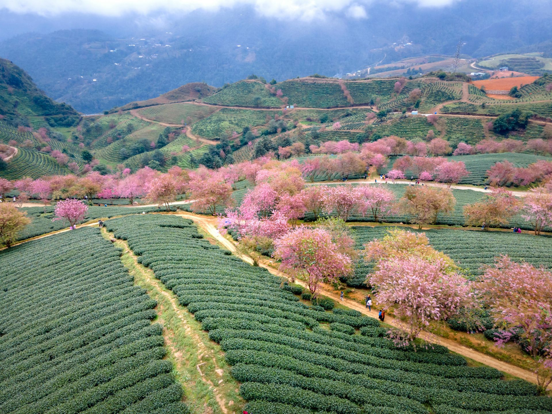 Pink peach blossoms in full bloom adorn the hills of Sa Pa, with traditional houses nestled in the background.