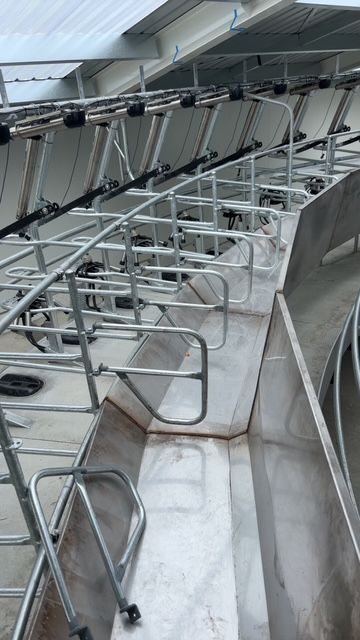Empty dairy cow milking parlor with stainless steel stalls and overhead milking equipment.