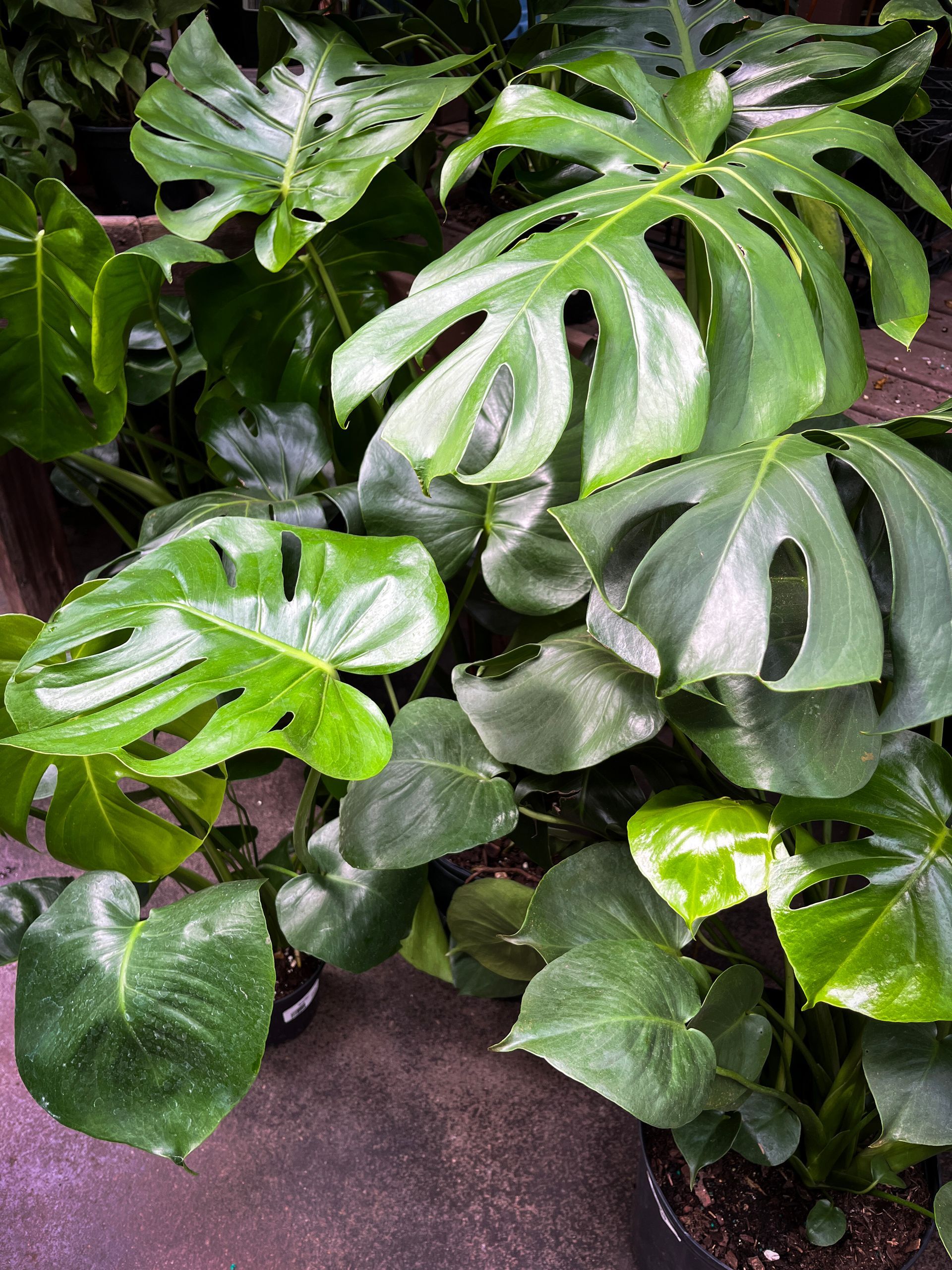 Houseplants Tropicals Orchids