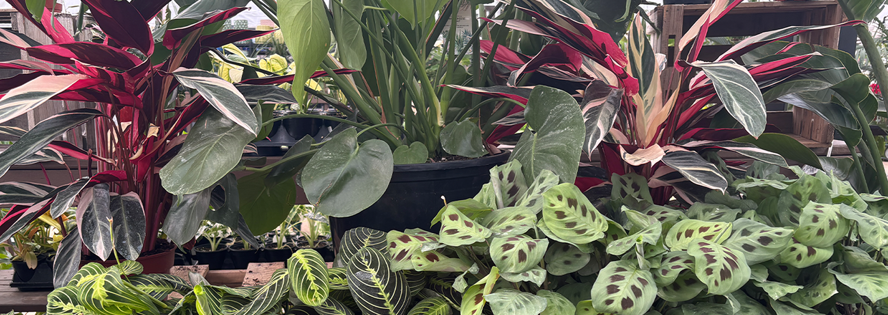 Logan's Garden Center January Houseplant Sale