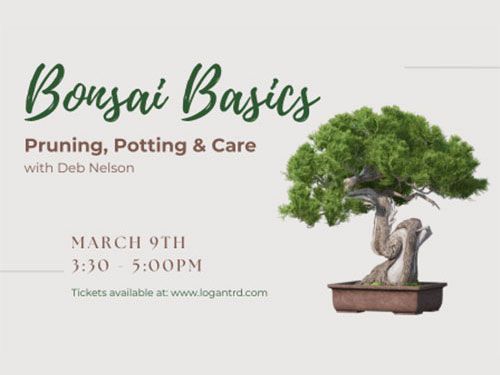 BONSAI BASICS - PRUNING, POTTING & CARE WITH DEB NELSON