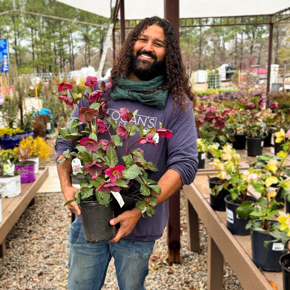 Hellebore 'Anna's Red' at Logan's Garden Shop
