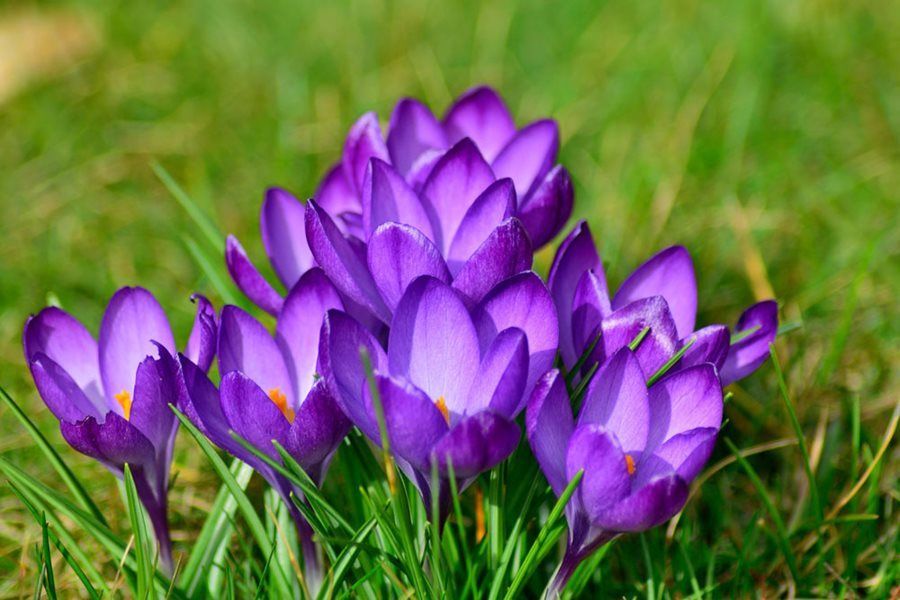 Crocuses at Logan's Garden Shop