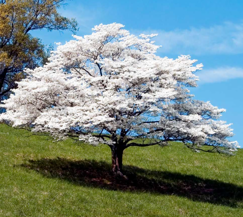 Dogwood trees found at Logan's Garden Center in Raleigh