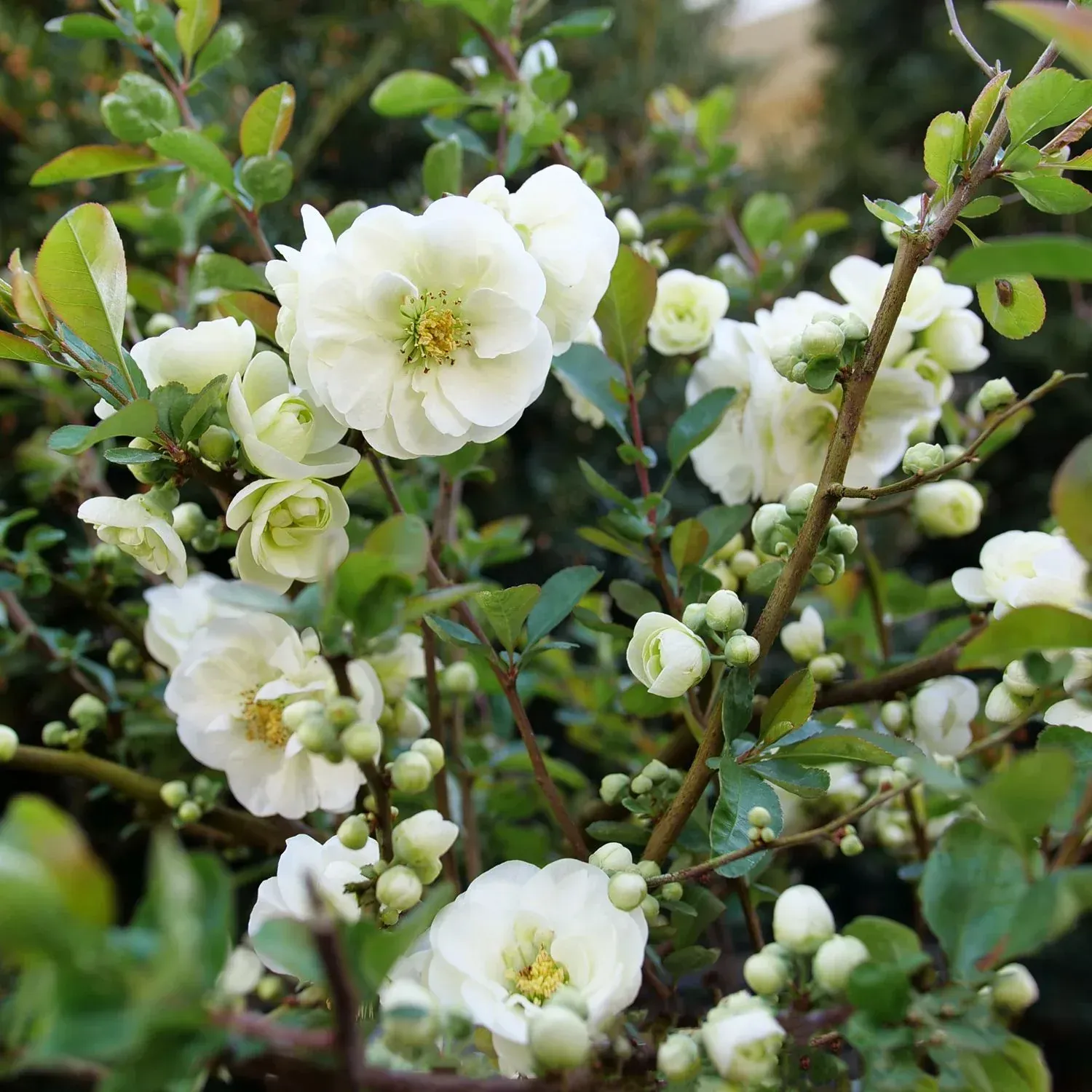 Flowering Quince at Logan's Garden Shop