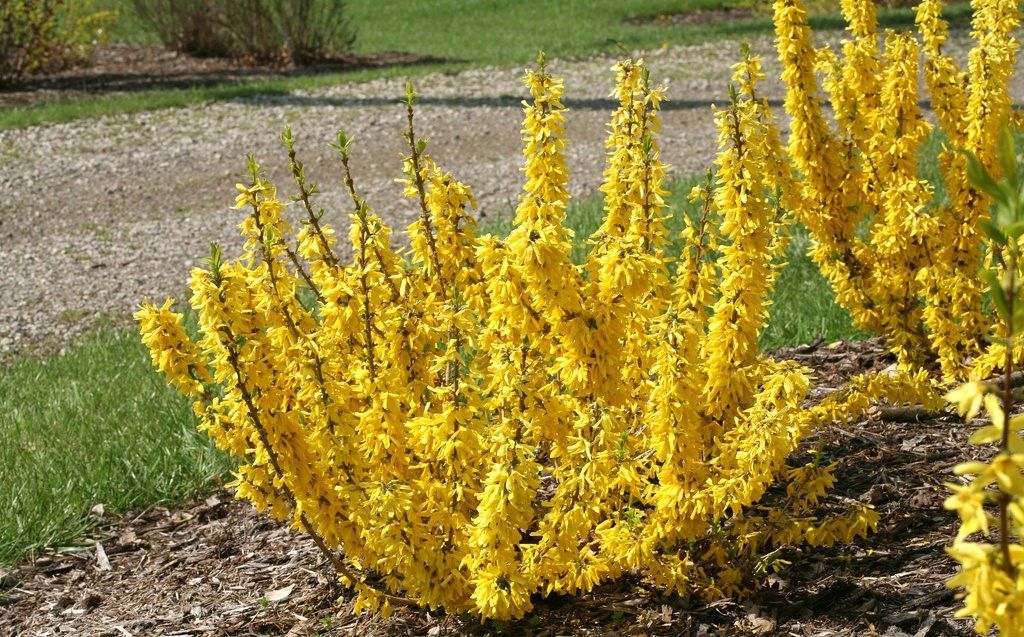 Forsythia found at Logan's Garden Center