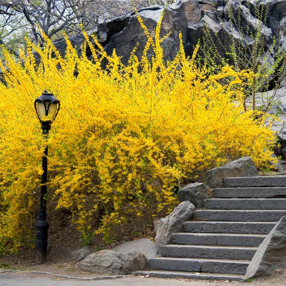 Forsythia at Logan's Garden Shop