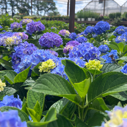 LONO'S GARDEN outlet① Logan's Garden Shop | Garden Center & Plant Nursery | Raleigh, NC