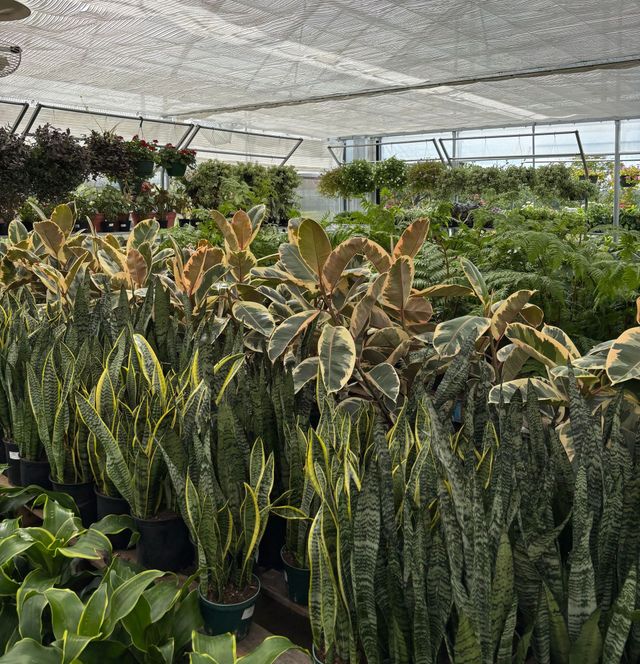 where can you buy a fiddle leaf fig tree Full Size Fiddle Leaf Fig