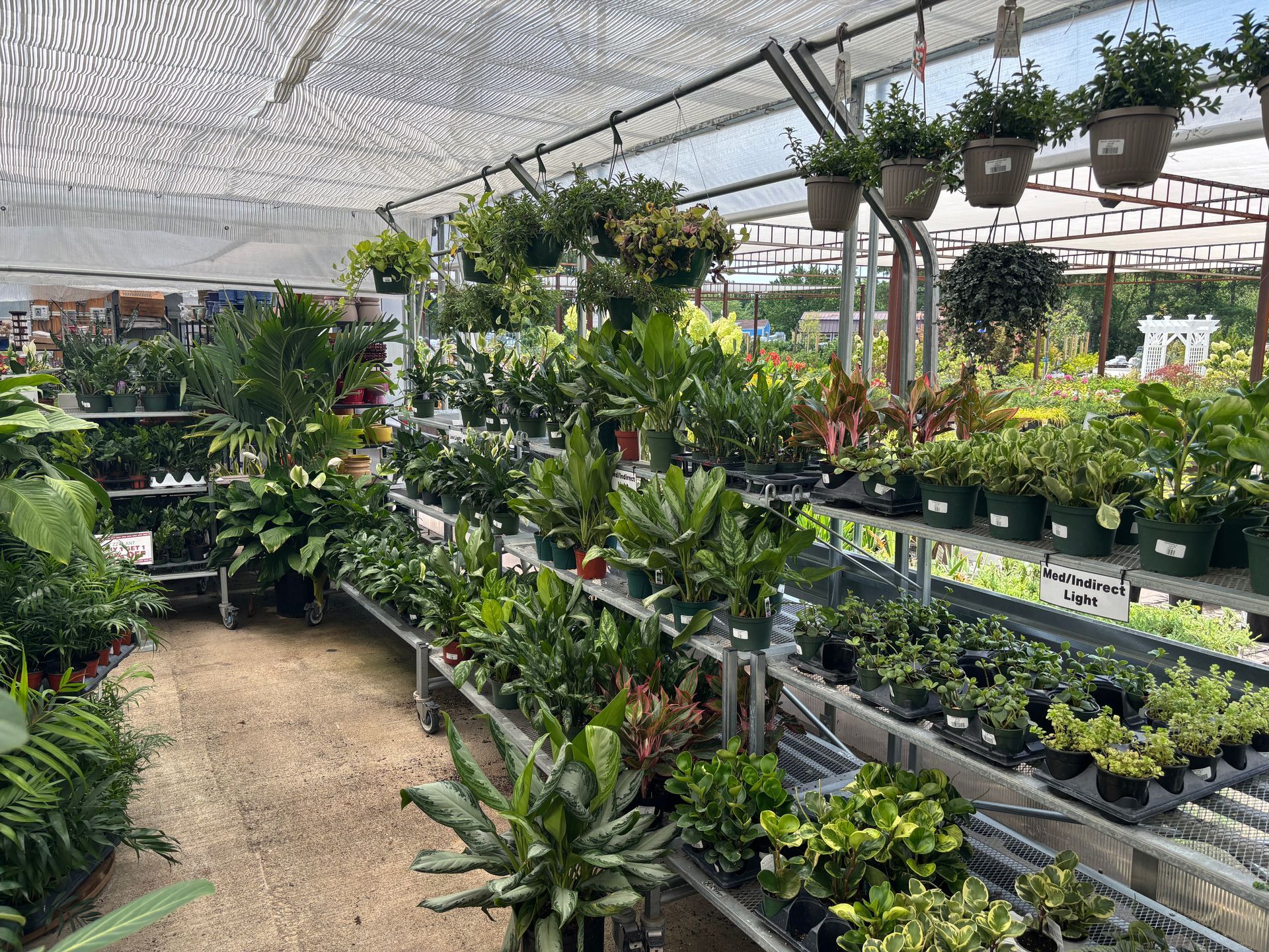 Greenhouse Plants