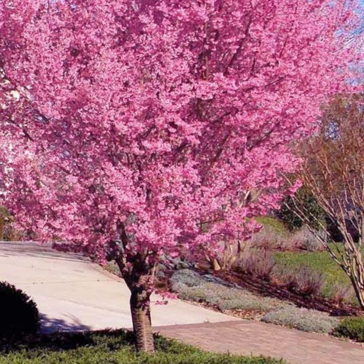 Flowering Cherry 'Okame