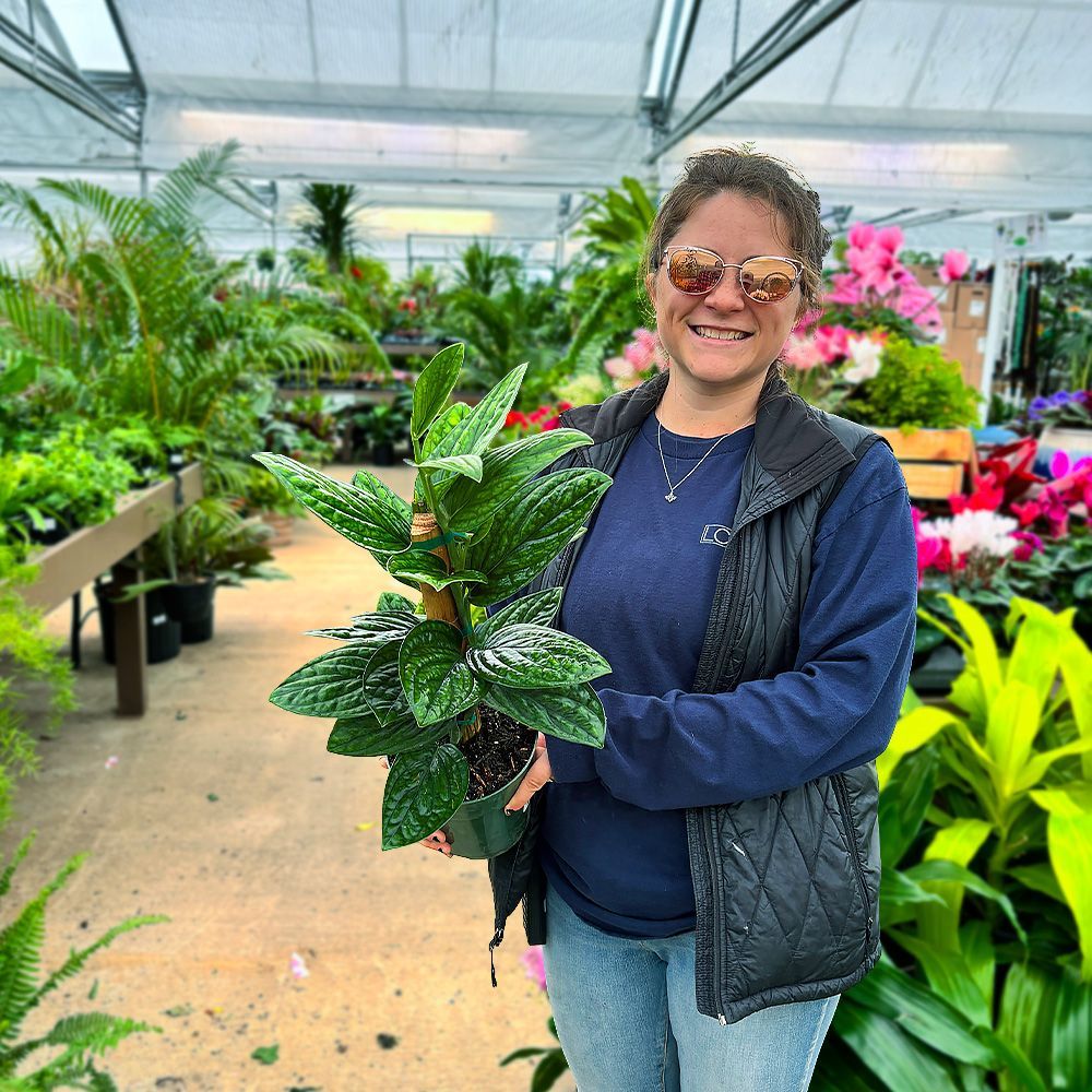 Monstera Peru at Logan's Garden Shop