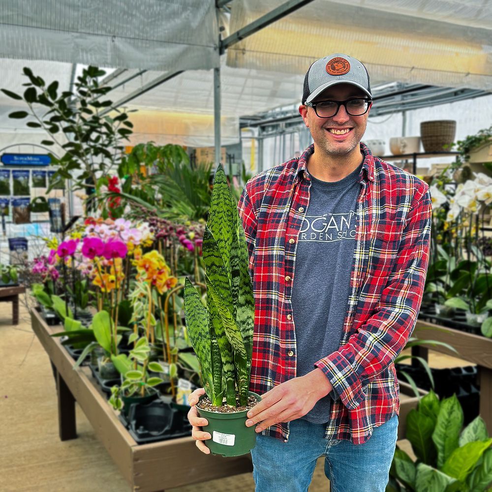 Snake Plant from Logan's Garden Shop
