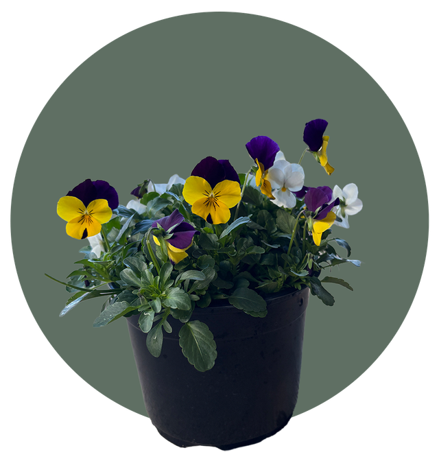 Year-Round Garden Deals | Trees, Shrubs, Houseplants, and more