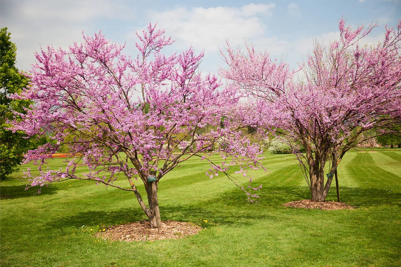 Redbuds found at Logan's Garden Center in Raleigh