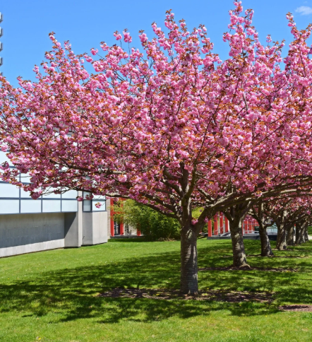 Tulip Magnolia found at Logan's Garden Center in Raleigh