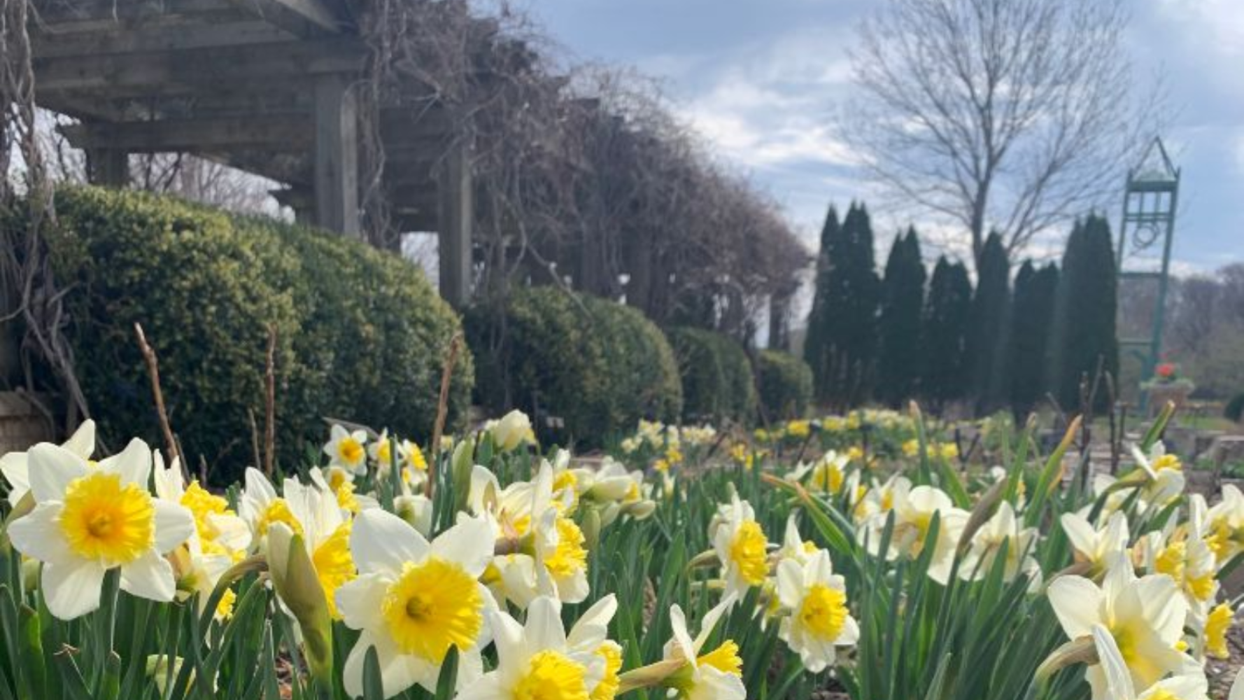 Tulips at bulbs at Logan's Garden Shop
