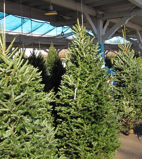 Fresh Christmas Trees  (delivery available for a fee)