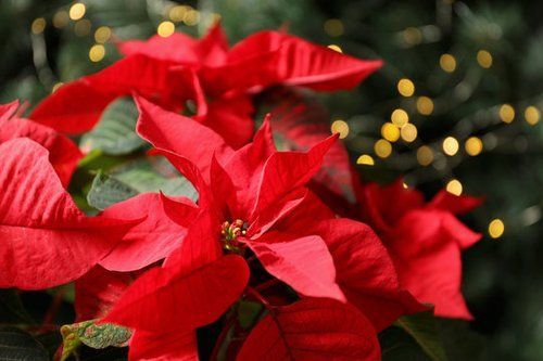 Poinsettias, Cyclamen, Amaryllis, Paperwhites, Christmas Cactus, and much more!