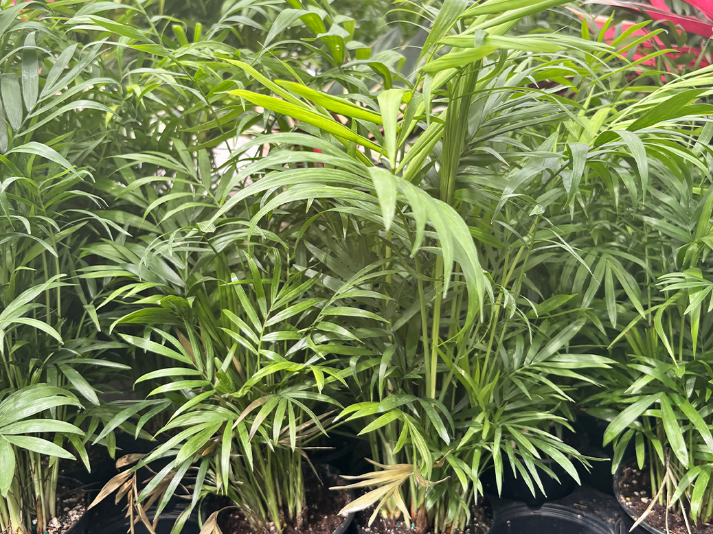 air purifier at Logan's Garden Shop