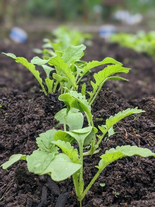 Fall Veggies In The Ground