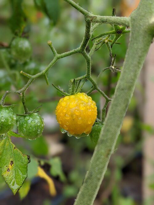 Logan's Garden Shop 5