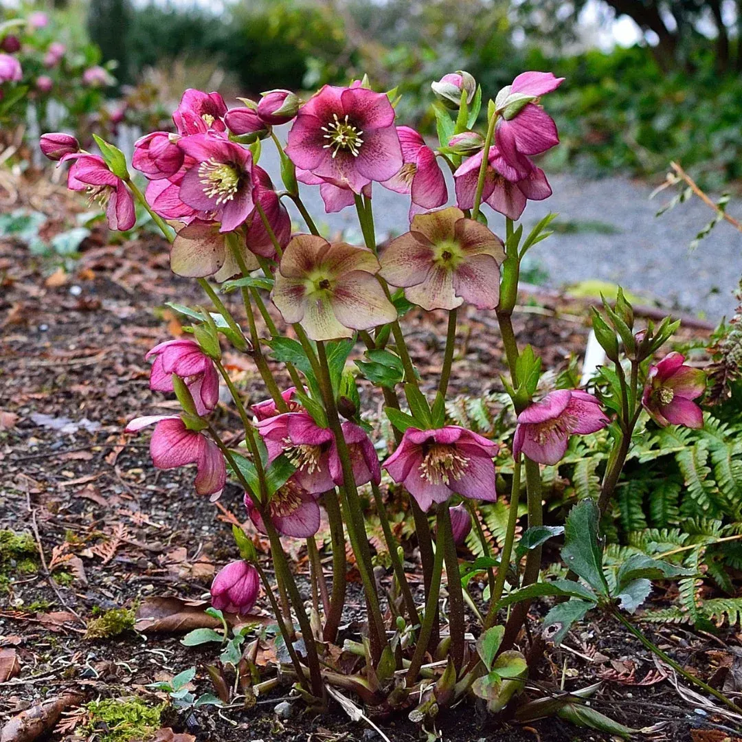 Best Plants for Pollinators in Early Spring