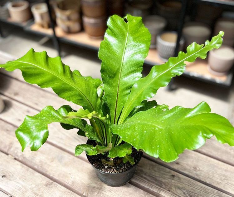 Small Plant From Our Local Plant Nursery