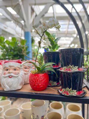 Custom Holiday Orchid Arrangements