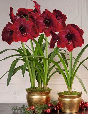 Amaryllis - Bulbs & Kits