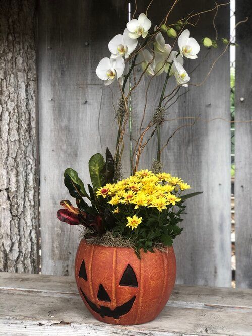 Orchid & Houseplant Design 1