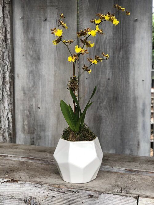 Orchid & Houseplant Design 11