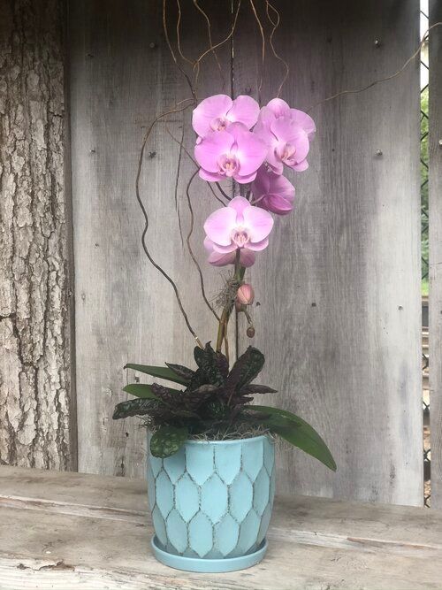 Orchid & Houseplant Design 12