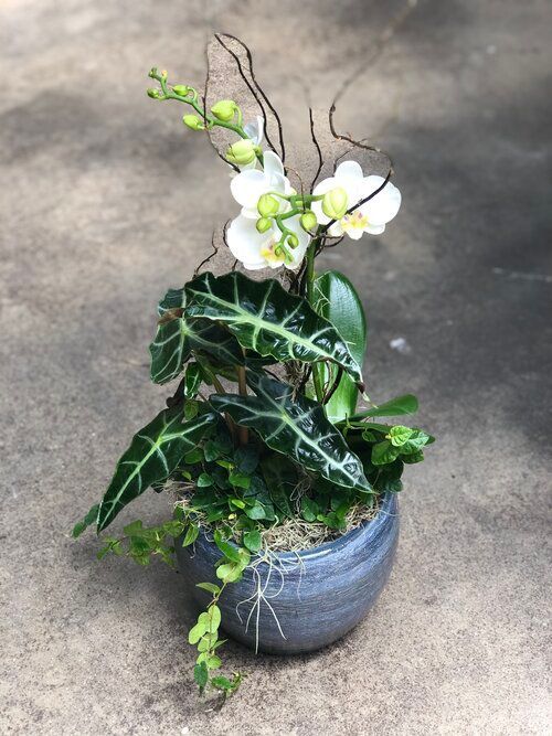 Orchid & Houseplant Design 14